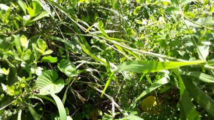 #2 Theo chân thần rắn Võ Minh Phụng suýt bị rắn cắn