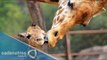 Nace jirafa en el Zoológico de Chapultepec
