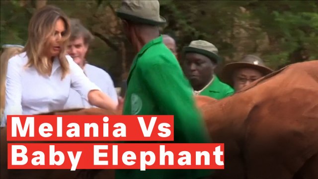 Melania Trump Nearly Knocked Over By Baby Elephant In Kenya