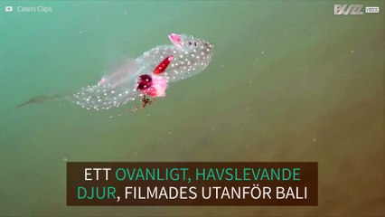 Mystiskt havsdjur med en genomskinlig kropp filmad