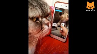 Cute_is_Not_Enough_-_Funny_Cats_and_Dogs_Compilation_#197