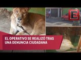 Encuentran animales exóticos durante cateo a casa en Ecatepec