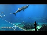 Mortandad masiva de peces en acuario de Japón