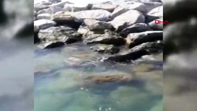 Denizde nefes kesen angus yakalama operasyonu