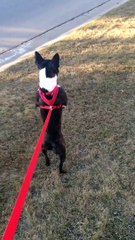 Son chien se balade debout