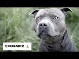 Canadá prohibirá tener un pitbull de mascota