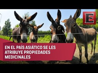 Burros, animales de alto valor para China