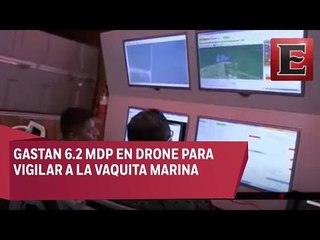 Gobierno de México gasta más de 6 mdp en protección de la vaquita marina