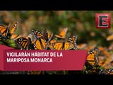 Iniciará arribo de la mariposa monarca a Michoacán