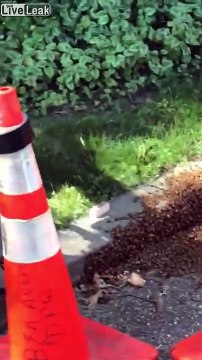 Il sauve un essaim de milliers d'abeilles en les attirant dans une boite !