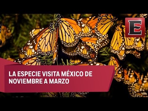 Acciones de vigilancia en Edomex a favor de la Mariposa Monarca