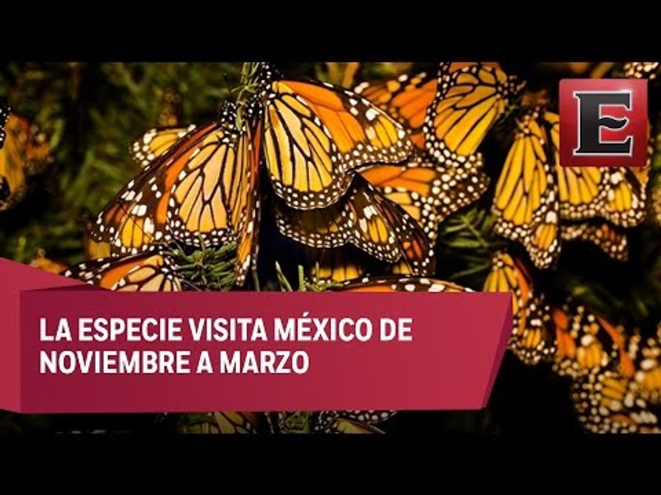 Acciones de vigilancia en Edomex a favor de la Mariposa Monarca