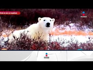 Por si no lo sabías: ¿de qué color es realmente el oso polar? | Sale el Sol