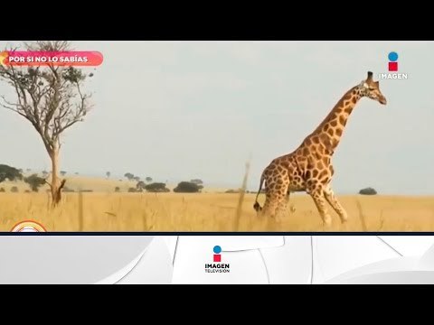 Por si no lo sabías: ¡las jirafas también emiten sonido! | Sale el Sol