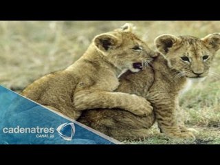 Nacen dos leones en cautiverio en zoológico de Japón