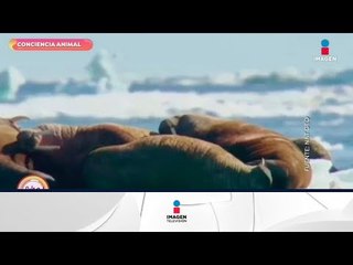 ¿Cómo logran mantener el calor los animales del Ártico? | Sale el Sol