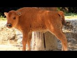 Nace bisonte en el Zoológico de Chapultepec