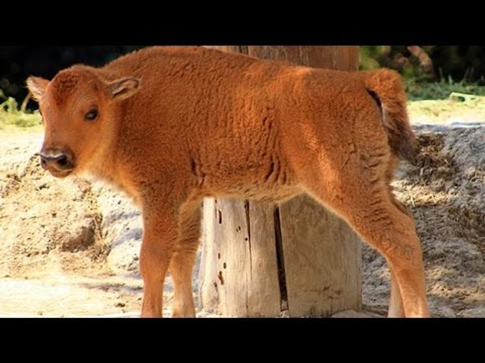 Nace bisonte en el Zoológico de Chapultepec