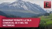 Controversia por la tala comercial de árboles en el Nevado de Toluca
