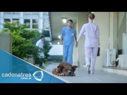 Emotivo video que concientiza sobre la donación de órganos en Argentina