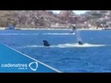 Avistamiento de ballenas en la bahía de Cabo San Lucas