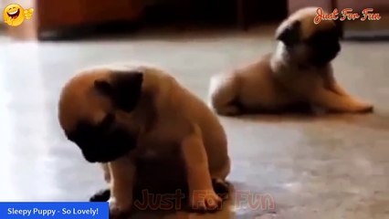A Sleepy Puppy ♥♥ Very Lovely ♥♥ Funny Dog