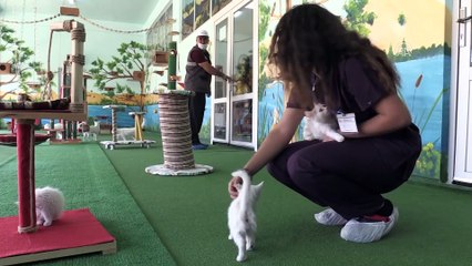 Van'da sokak hayvanları için tam donanımlı merkez