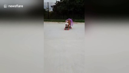 Pumpkin the bulldog skateboards in a tutu