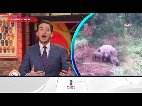 Rinoceronte bebé no entiende que su madre fue víctima de los cazadores... | Sale el Sol