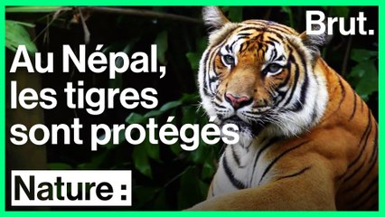 Protéger les tigres est une priorité pour le Népal