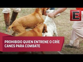 Hasta cinco años de prisión para quien organice peleas de perro
