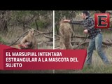 Hombre se lía a golpes contra un canguro en Australia