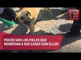 Peregrinos abandonan a sus mascotas en la Basílica de Guadalupe