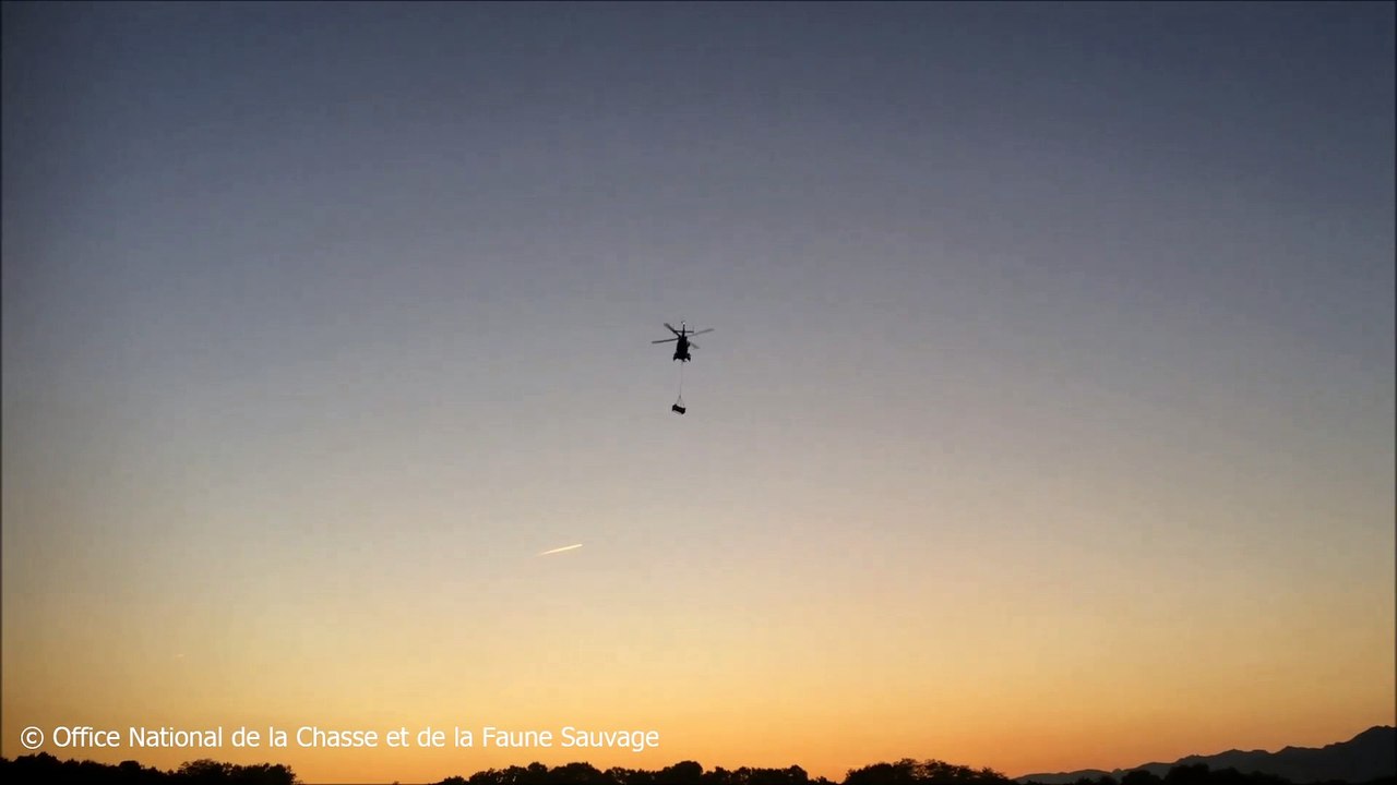 Les deux ourses relâchées dans les Pyrénées attendent des petits