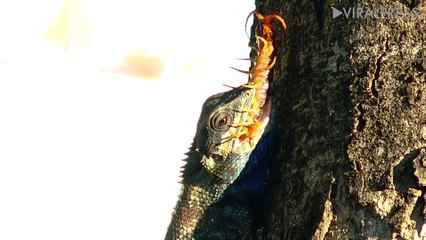 Chameleon Eating Giant Centipede