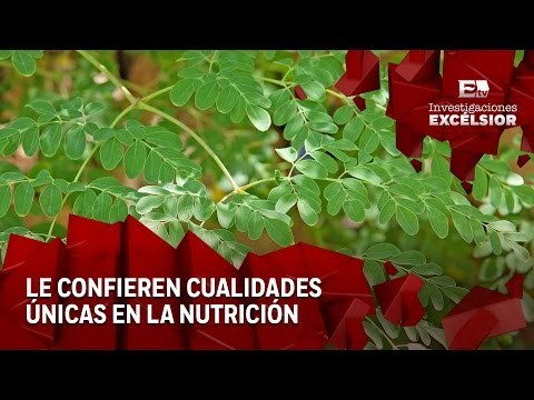 Moringa, el árbol de la vida Primera Entrega: Propiedades y beneficios