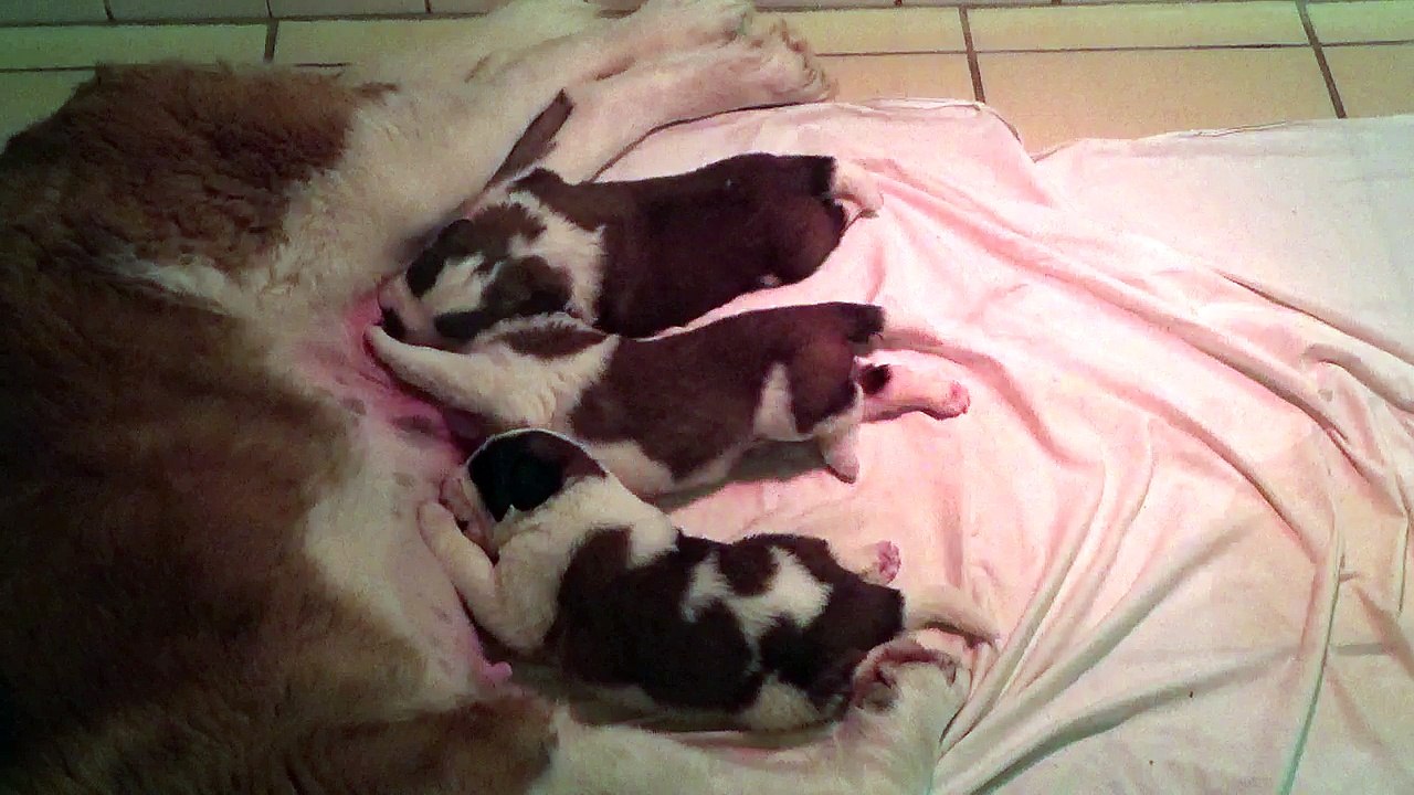Vidéo du 02/10/2018 [Portée du 17/09/2018 Iris / Gump]