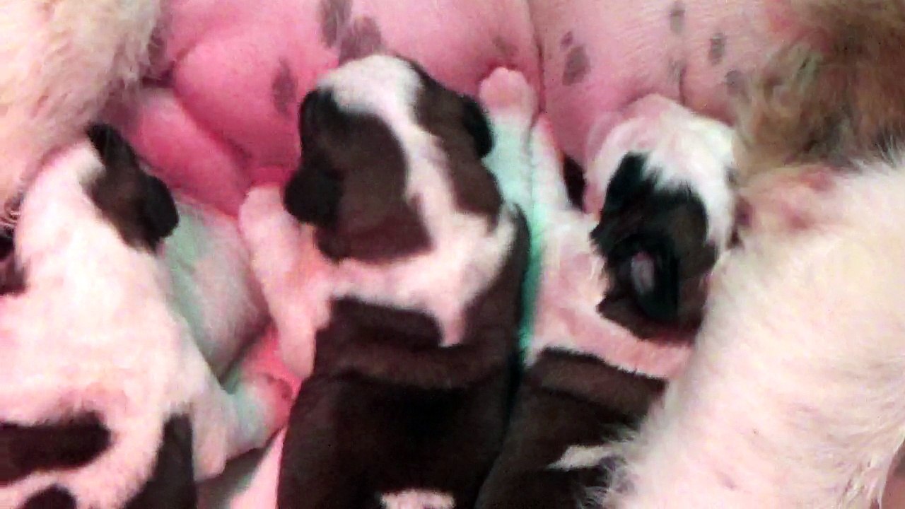 Vidéo du 23/09/2018 {Portée du 17/09/2018 Iris / Gump]