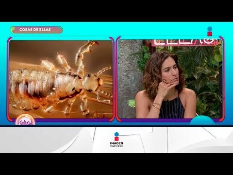 Cosas de ellas: ¡todos lo que tienes que saber de los piojos! | Sale el Sol