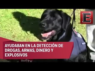 Policía Federal jubila a nueve agentes caninos
