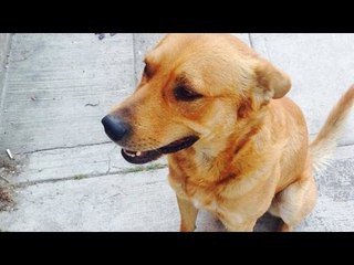 DF: Perro obtiene amparo y libra pena de muerte