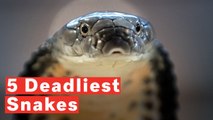 The World's Most Dangerous Snakes