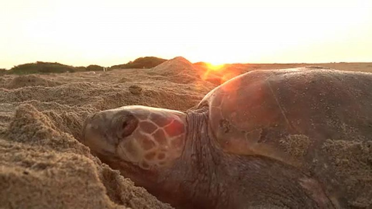 Soldaten bewachen Schildkröten