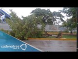 Lluvia 'atípica' deja un muerto y 50 árboles caídos en Cancún