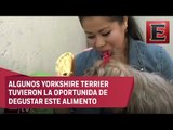 Mascotas parten rosca de Reyes con su dueños