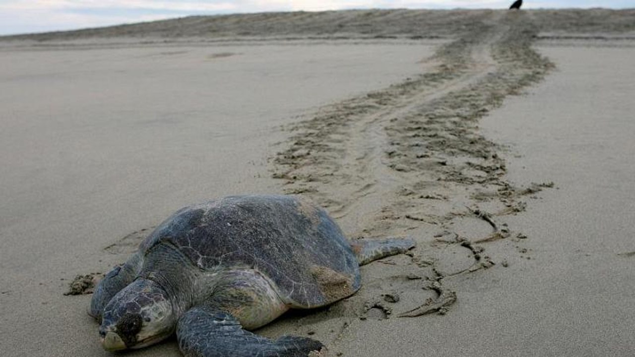 Tortues marines et baleines à bosse sur les plages d'Amérique du Sud