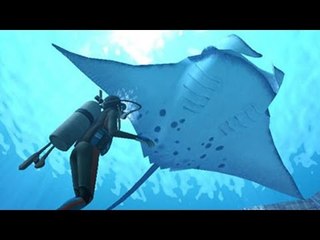 Bucear con mantarrayas en Baja California Sur