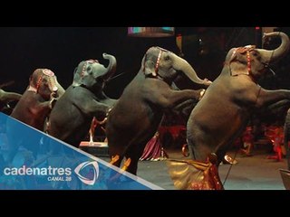 Prohibido en Nayarit el uso de animales en circos