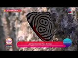 En este planeta: Las mariposas más bellas | Sale el Sol