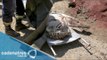 Tigre blanco mata a un hombre en Georgia tras escapar del zoológico